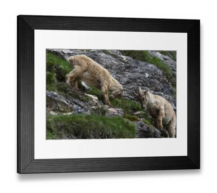 Framed Print : Two female Alpine Ibexes -Capra ibex-, Graubuenden, Switzerland Framed Print : Two female Alpine Ibexes -Capra ibex-, Graubuenden, Switzerland