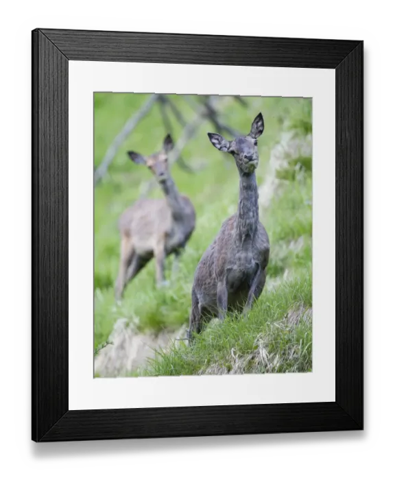 Framed Print : Red Deer -Cervus elaphus-, hind moulting, Stubai Valley, Tyrol, Austria Framed Print : Red Deer -Cervus elaphus-, hind moulting, Stubai Valley, Tyrol, Austria