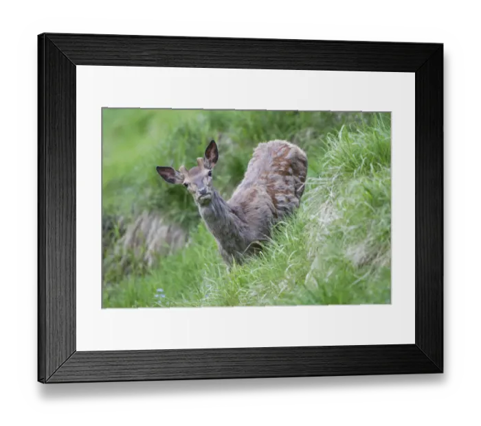 Framed Print : Red Deer -Cervus elaphus-, young stag in velvet, moulting, Stubai Valley, Tyrol, Austria Framed Print : Red Deer -Cervus elaphus-, young stag in velvet, moulting, Stubai Valley, Tyrol, Austria