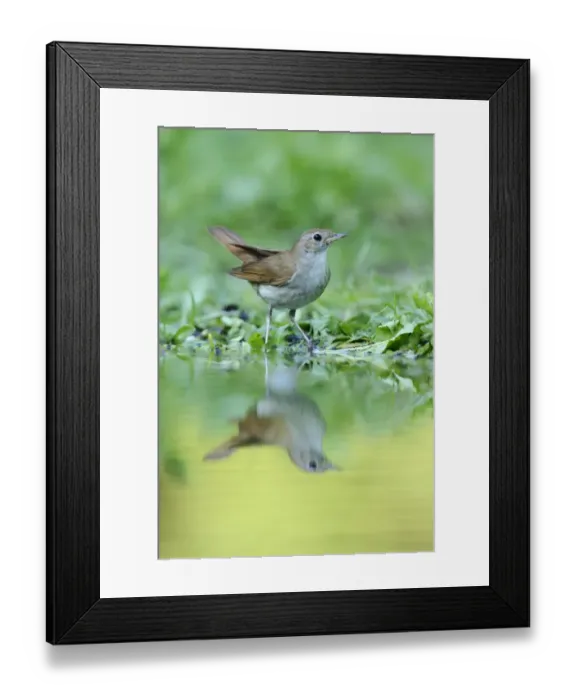 Framed Print : Nightingale -Luscinia megarhynchos- with its reflection in the water, Rhodopes, Bulgaria Framed Print : Nightingale -Luscinia megarhynchos- with its reflection in the water, Rhodopes, Bulgaria