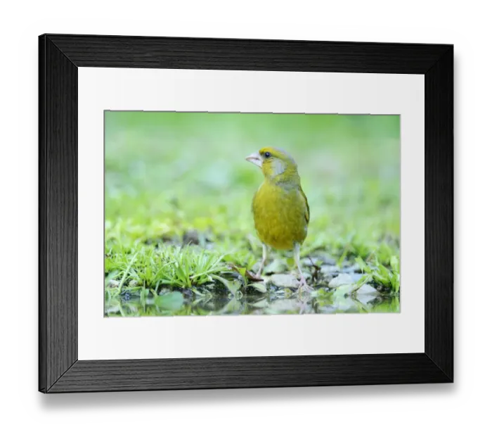 Framed Print : Greenfinch -Carduelis chloris- on the pond shore, Rhodopes, Bulgaria Framed Print : Greenfinch -Carduelis chloris- on the pond shore, Rhodopes, Bulgaria
