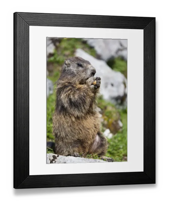Framed Print : Marmot -Marmota marmota- nibbling on a peanut, Salzburger Land, Austria Framed Print : Marmot -Marmota marmota- nibbling on a peanut, Salzburger Land, Austria