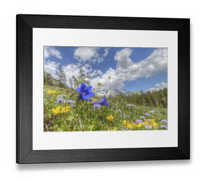 Framed Print : Blooming alpine meadow with Alpine Gentian -Gentiana alpina- at the front, Dachstein Mountains, Salzburger Land, Austria Framed Print : Blooming alpine meadow with Alpine Gentian -Gentiana alpina- at the front, Dachstein Mountains, Salzburger Land, Austria