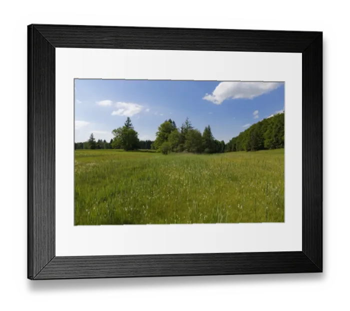 Framed Print : Wet meadow with Cotton Grass -Eriophorum sp. -, Naturschutzgebiet Magnetsrieder Hardt, Magnetsried, Upper Bavaria, Bavaria, Germany Framed Print : Wet meadow with Cotton Grass -Eriophorum sp. -, Naturschutzgebiet Magnetsrieder Hardt, Magnetsried, Upper Bavaria, Bavaria, Germany