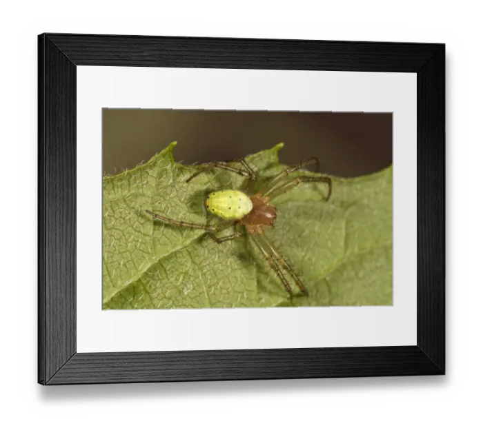 Framed Print : Cucumber Green Orb Spider -Araniella cucurbitina-, female, Untergroningen, Abtsgmuend, Baden-Wurttemberg, Germany Framed Print : Cucumber Green Orb Spider -Araniella cucurbitina-, female, Untergroningen, Abtsgmuend, Baden-Wurttemberg, Germany