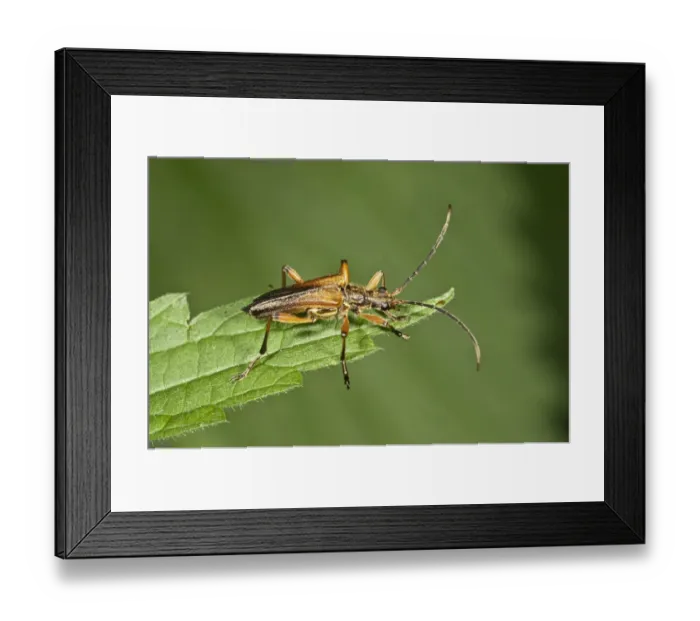 Framed Print : Variable Longhorn Beetle -Stenocorus meridianus-, Neubronn, Abtsgmuend, Baden-Wurttemberg, Germany Framed Print : Variable Longhorn Beetle -Stenocorus meridianus-, Neubronn, Abtsgmuend, Baden-Wurttemberg, Germany
