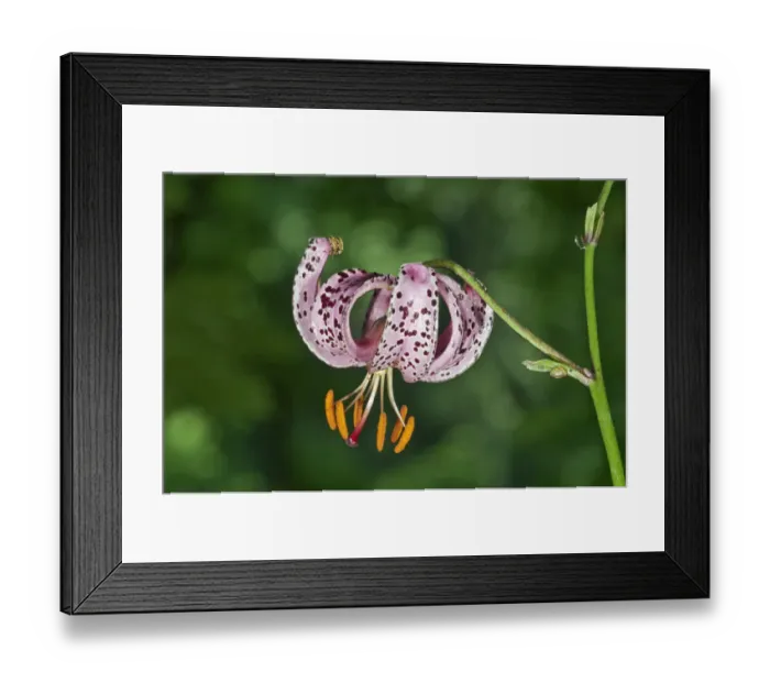 Framed Print : Martagon or Turks Cap Lily -Lilium martagon-, Abtsgmuend, Baden-Wurttemberg, Germany