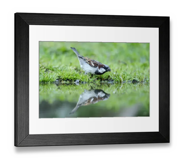 Framed Print : House Sparrow -Passer domesticus-, drinking water, Bulgaria