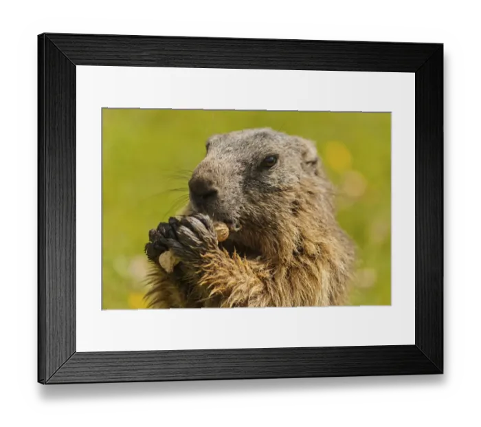 Framed Print : Alpine Marmot -Marmota marmota- feeding on a peanut, State Land Salzburg, Austria Framed Print : Alpine Marmot -Marmota marmota- feeding on a peanut, State Land Salzburg, Austria
