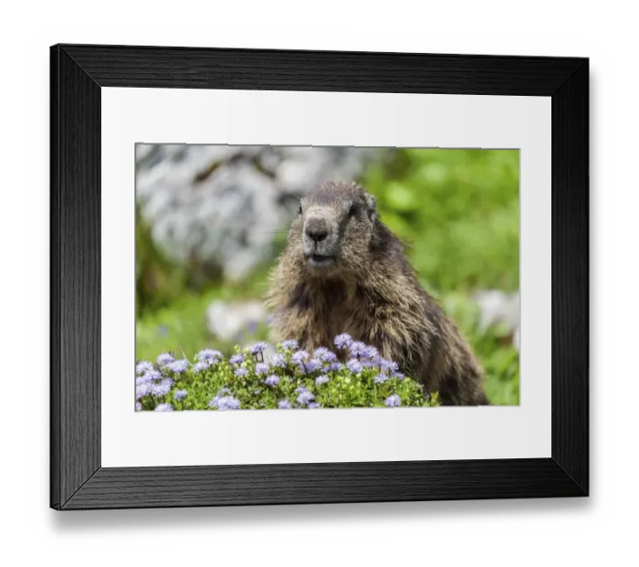 Framed Print : Alpine Marmot -Marmota marmota-, State Land Salzburg, Austria Framed Print : Alpine Marmot -Marmota marmota-, State Land Salzburg, Austria