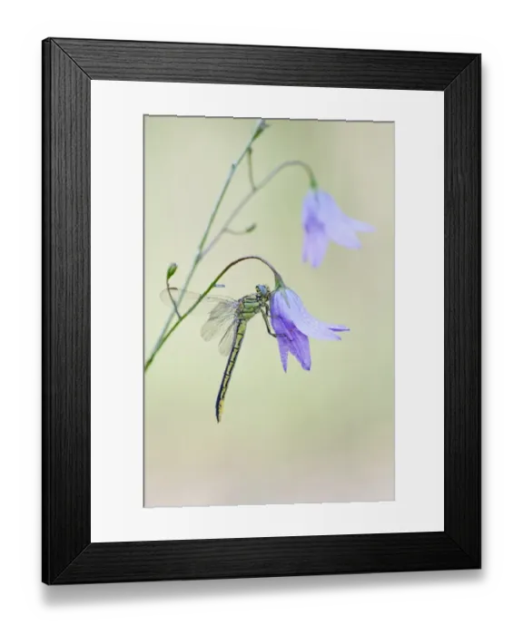 Framed Print : Western Clubtail -Gomphus pulchellus- on Spreading Bellflower -Campanula patula-, North Hesse, Hesse, Germany Framed Print : Western Clubtail -Gomphus pulchellus- on Spreading Bellflower -Campanula patula-, North Hesse, Hesse, Germany