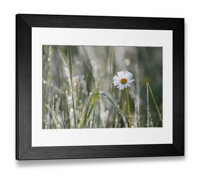 Framed Print : Daisy -Leucanthemum-, North Hesse, Hesse, Germany Framed Print : Daisy -Leucanthemum-, North Hesse, Hesse, Germany