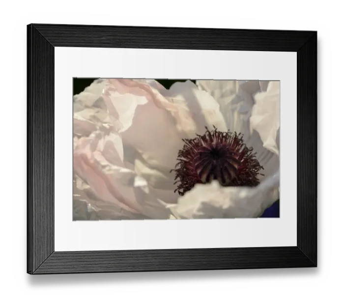 Framed Print : White Oriental Poppy -Papaver orientale hybrid-, detail of a flower, Bavaria, Germany Framed Print : White Oriental Poppy -Papaver orientale hybrid-, detail of a flower, Bavaria, Germany
