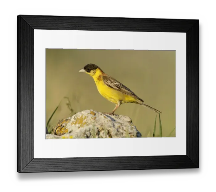 Framed Print : Black-headed Bunting -Emberiza melanocephala- standing on a stone, Rhodopes, Bulgaria Framed Print : Black-headed Bunting -Emberiza melanocephala- standing on a stone, Rhodopes, Bulgaria