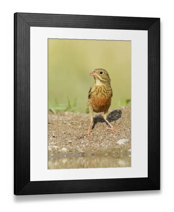 Framed Print : Ortolan Bunting -Emberiza hortulana-, Rhodopes, Bulgaria Framed Print : Ortolan Bunting -Emberiza hortulana-, Rhodopes, Bulgaria