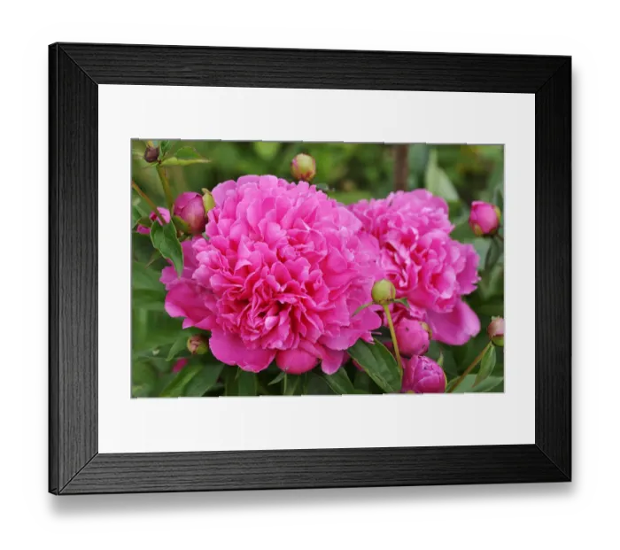 Framed Print : Peony -Paeonia-, flowers and buds, Berchtesgadener Land District, Upper Bavaria, Bavaria, Germany Framed Print : Peony -Paeonia-, flowers and buds, Berchtesgadener Land District, Upper Bavaria, Bavaria, Germany