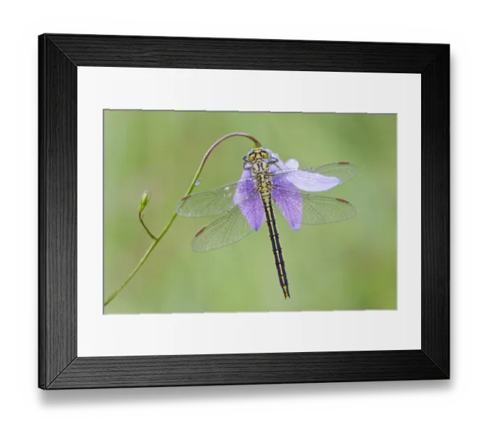 Framed Print : Western Clubtail -Gomphus pulchellus- on a Spreading Bellflower -Campanula patula-, North Hesse, Hesse, Germany Framed Print : Western Clubtail -Gomphus pulchellus- on a Spreading Bellflower -Campanula patula-, North Hesse, Hesse, Germany