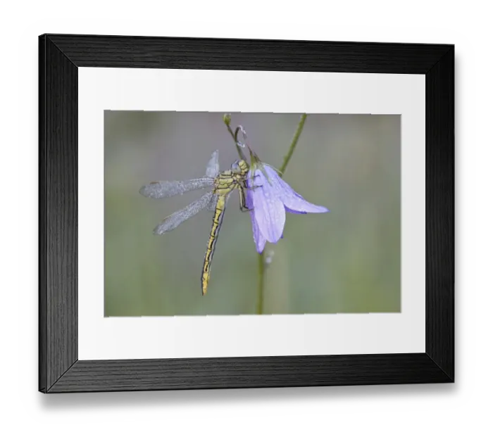 Framed Print : Western Clubtail -Gomphus pulchellus- on a Spreading Bellflower -Campanula patula-, North Hesse, Hesse, Germany Framed Print : Western Clubtail -Gomphus pulchellus- on a Spreading Bellflower -Campanula patula-, North Hesse, Hesse, Germany