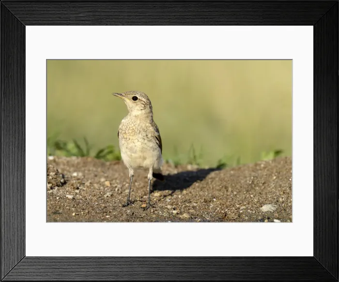 Framed Print : Young Spanish Sparrow or Willow Sparrow -Passer hispaniolensis-, Northern Bulgaria, Bulgaria