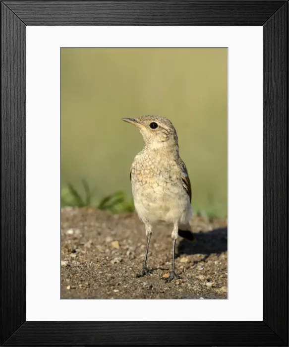 Framed Print : Young Spanish Sparrow or Willow Sparrow -Passer hispaniolensis-, Northern Bulgaria, Bulgaria