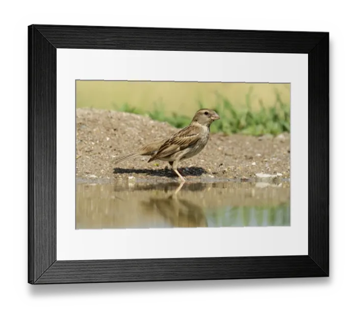 Framed Print : Ortolan Bunting -Emberiza hortulana- standing at the waters edge, Northern Bulgaria, Bulgaria Framed Print : Ortolan Bunting -Emberiza hortulana- standing at the waters edge, Northern Bulgaria, Bulgaria