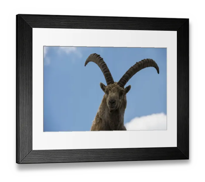 Framed Print : Alpine Ibex -Capra ibex-, portrait, Graubuenden, Switzerland Framed Print : Alpine Ibex -Capra ibex-, portrait, Graubuenden, Switzerland