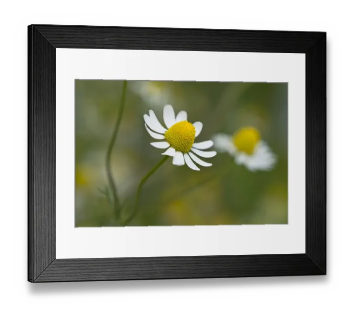 Framed Print : Chamomile -Matricaria chamomilla-, flower, Switzerland Framed Print : Chamomile -Matricaria chamomilla-, flower, Switzerland