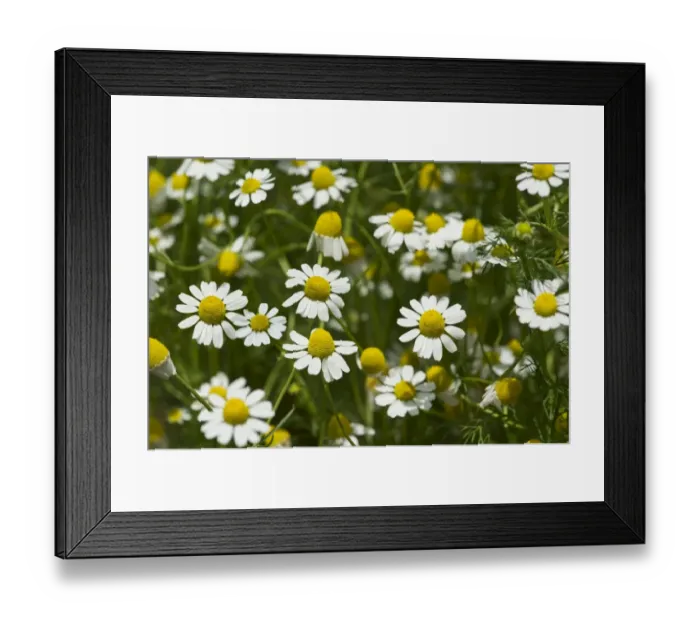 Framed Print : Chamomile -Matricaria chamomilla-, flowers, Switzerland Framed Print : Chamomile -Matricaria chamomilla-, flowers, Switzerland