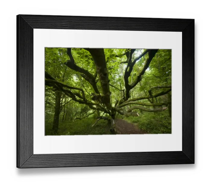 Framed Print : Deciduous tree in the forest, Cornwall, England, United Kingdom Framed Print : Deciduous tree in the forest, Cornwall, England, United Kingdom