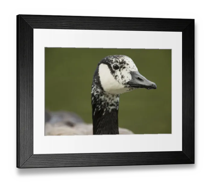 Framed Print : Canada Goose -Branta canadensis-, plumage markings suggest it could possibly be a hybrid, North Rhine-Westphalia, Germany Framed Print : Canada Goose -Branta canadensis-, plumage markings suggest it could possibly be a hybrid, North Rhine-Westphalia, Germany