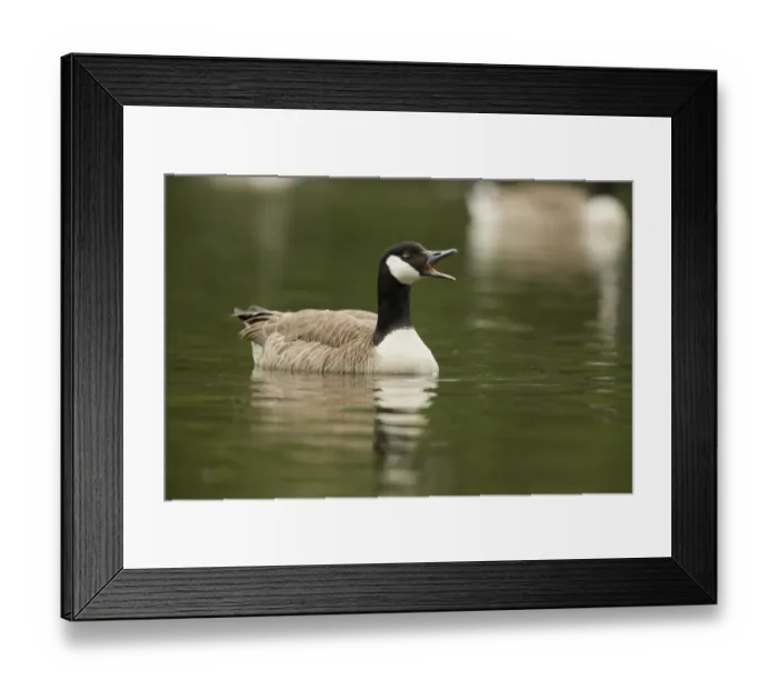 Framed Print : Canada Goose -Branta canadensis-, North Rhine-Westphalia, Germany Framed Print : Canada Goose -Branta canadensis-, North Rhine-Westphalia, Germany