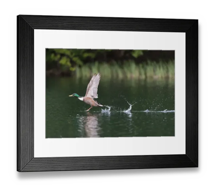 Framed Print : Mallard -Anas platyrhynchos-, male, taking off from a lake, Mecklenburg-Western Pomerania, Germany Framed Print : Mallard -Anas platyrhynchos-, male, taking off from a lake, Mecklenburg-Western Pomerania, Germany
