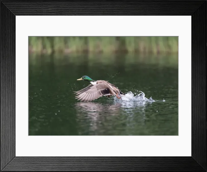 Framed Print : Mallard -Anas platyrhynchos-, male, taking off from a lake, Mecklenburg-Western Pomerania, Germany Framed Print : Mallard -Anas platyrhynchos-, male, taking off from a lake, Mecklenburg-Western Pomerania, Germany
