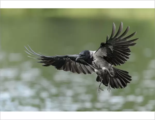 Hooded Crow -Corvus corone cornix- hunting for fish on a lake, Mecklenburg-Western Pomerania, Germany