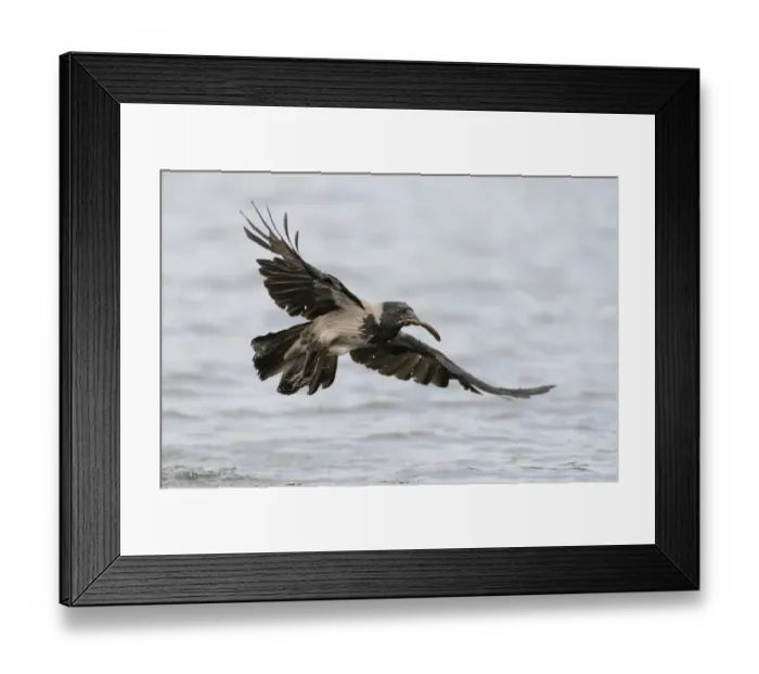 Framed Print : Hooded Crow -Corvus corone cornix- flying with a caught fish in the beak, Mecklenburg-Western Pomerania, Germany