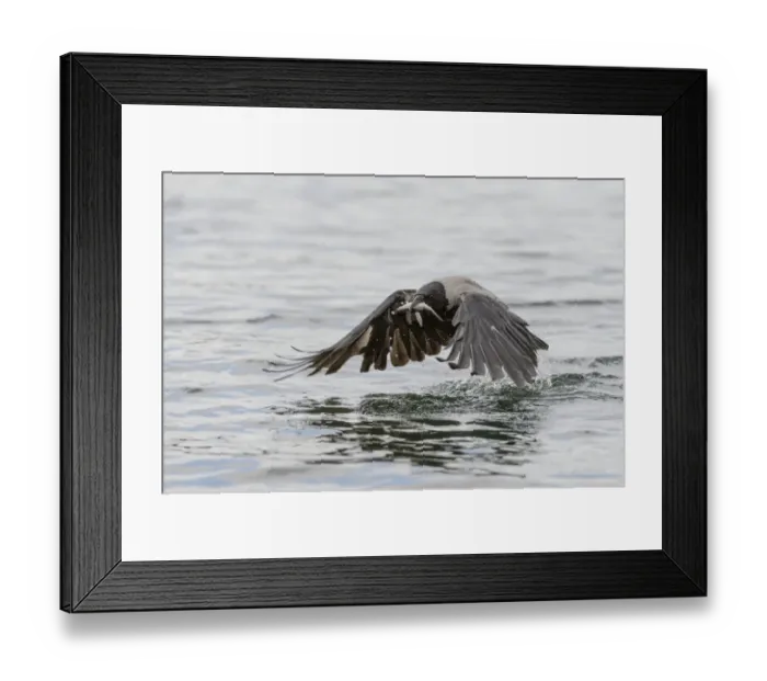 Framed Print : Hooded Crow -Corvus corone cornix- captures a fish from a lake, Mecklenburg-Western Pomerania, Germany Framed Print : Hooded Crow -Corvus corone cornix- captures a fish from a lake, Mecklenburg-Western Pomerania, Germany