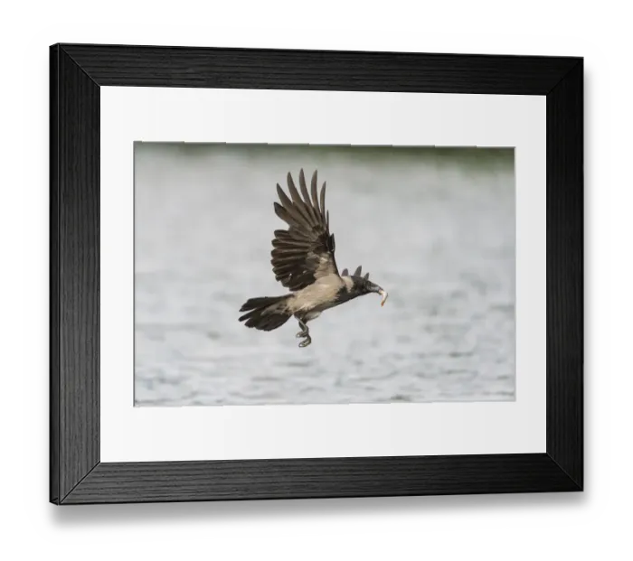 Framed Print : Hooded Crow -Corvus corone cornix- flying with a caught fish in the beak, Mecklenburg-Western Pomerania, Germany