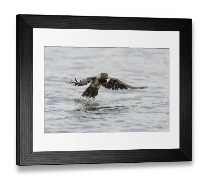Framed Print : Hooded Crow -Corvus corone cornix- captures a fish from a lake, Mecklenburg-Western Pomerania, Germany