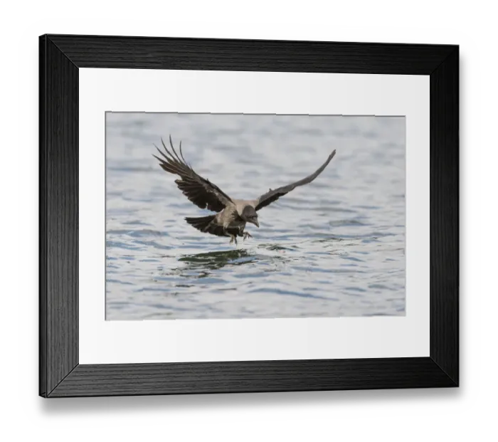 Framed Print : Hooded Crow -Corvus corone cornix- hunting for fish on a lake, Mecklenburg-Western Pomerania, Germany