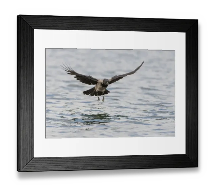 Framed Print : Hooded Crow -Corvus corone cornix- hunting for fish on a lake, Mecklenburg-Western Pomerania, Germany Framed Print : Hooded Crow -Corvus corone cornix- hunting for fish on a lake, Mecklenburg-Western Pomerania, Germany