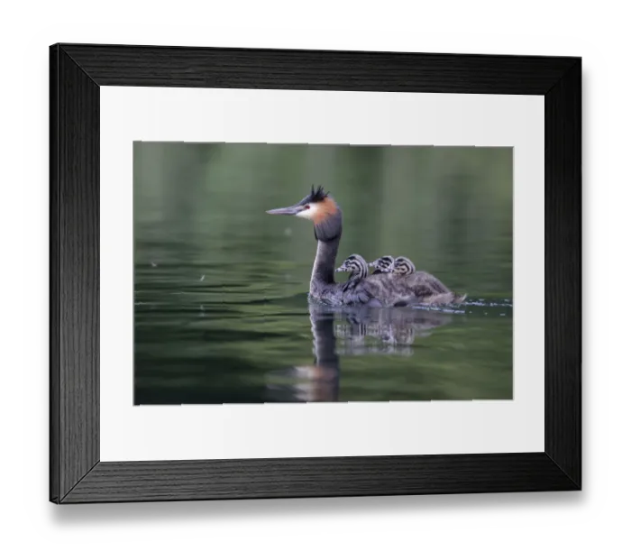 Framed Print : Great Crested Grebe -Podiceps cristatus-, adult bird with chicks on its back on a lake, Mecklenburg-Western Pomerania, Germany Framed Print : Great Crested Grebe -Podiceps cristatus-, adult bird with chicks on its back on a lake, Mecklenburg-Western Pomerania, Germany