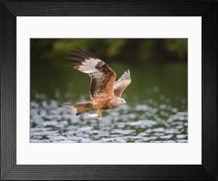 Framed Print : Red Kite -Milvus milvus- flying with prey across a lake, Mecklenburg-Western Pomerania, Germany Framed Print : Red Kite -Milvus milvus- flying with prey across a lake, Mecklenburg-Western Pomerania, Germany