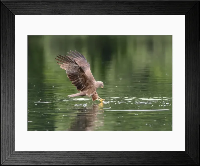 Framed Print : Black Kite -Milvus migrans- grabbing a fish, Mecklenburg-Western Pomerania, Germany Framed Print : Black Kite -Milvus migrans- grabbing a fish, Mecklenburg-Western Pomerania, Germany