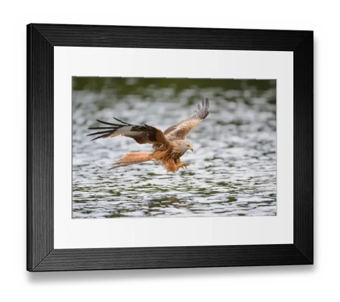 Framed Print : Red Kite -Milvus milvus- hunting over a lake, Mecklenburg-Western Pomerania, Germany