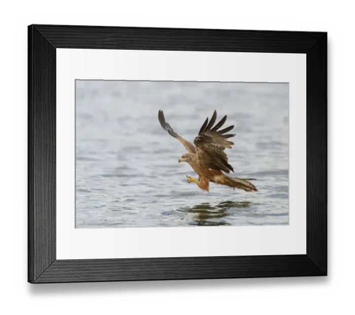 Framed Print : Red Kite -Milvus milvus- hunting over a lake, Mecklenburg-Western Pomerania, Germany Framed Print : Red Kite -Milvus milvus- hunting over a lake, Mecklenburg-Western Pomerania, Germany