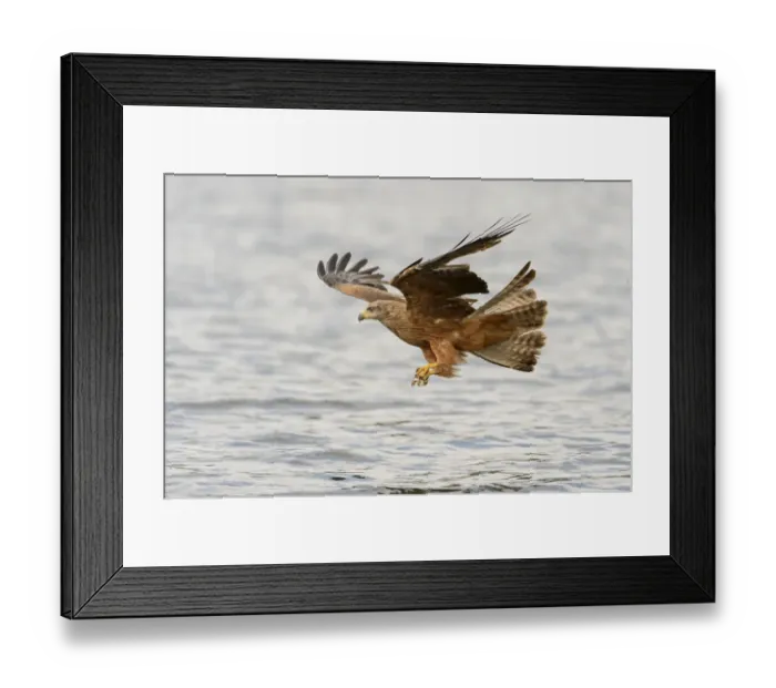 Framed Print : Red Kite -Milvus milvus- hunting over a lake, Mecklenburg-Western Pomerania, Germany Framed Print : Red Kite -Milvus milvus- hunting over a lake, Mecklenburg-Western Pomerania, Germany