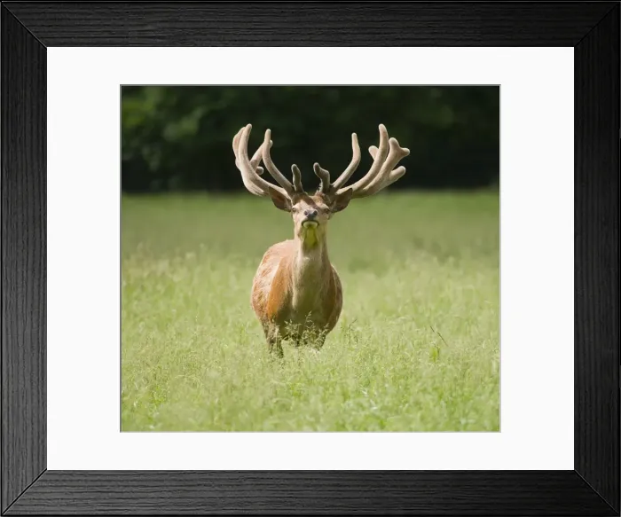 Framed Print : Red Deer -Cervus elaphus- with velvet antlers, captive, Bavaria, Germany Framed Print : Red Deer -Cervus elaphus- with velvet antlers, captive, Bavaria, Germany