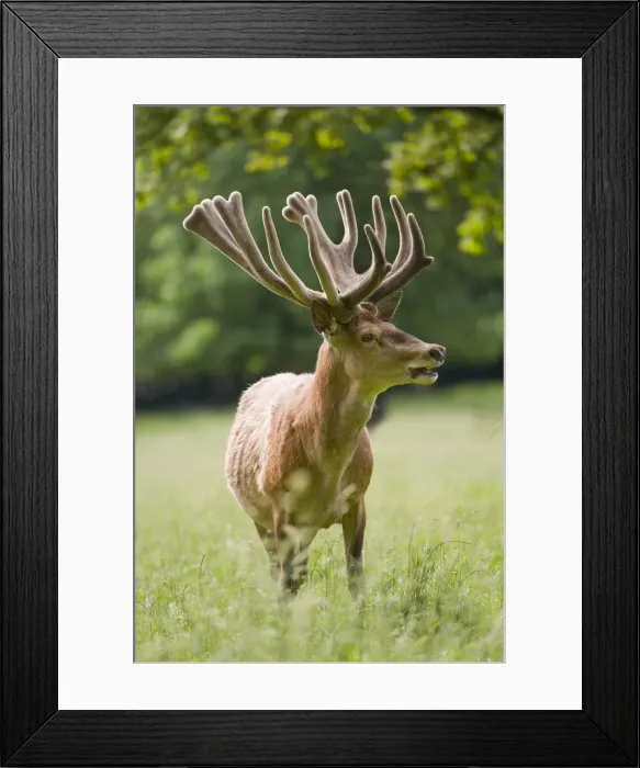 Framed Print : Red Deer -Cervus elaphus- with velvet antler, captive, Bavaria, Germany Framed Print : Red Deer -Cervus elaphus- with velvet antler, captive, Bavaria, Germany
