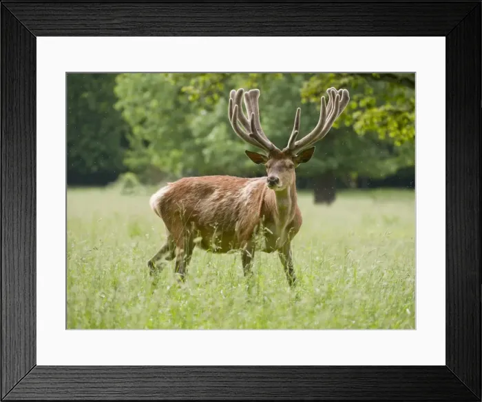 Framed Print : Red Deer -Cervus elaphus- with velvet antler, captive, Bavaria, Germany Framed Print : Red Deer -Cervus elaphus- with velvet antler, captive, Bavaria, Germany