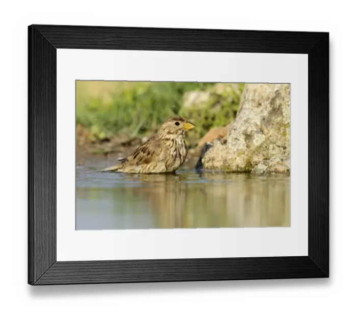 Framed Print : Corn Bunting -Emberiza calandra- washing itself, Rhodopes, Bulgaria Framed Print : Corn Bunting -Emberiza calandra- washing itself, Rhodopes, Bulgaria